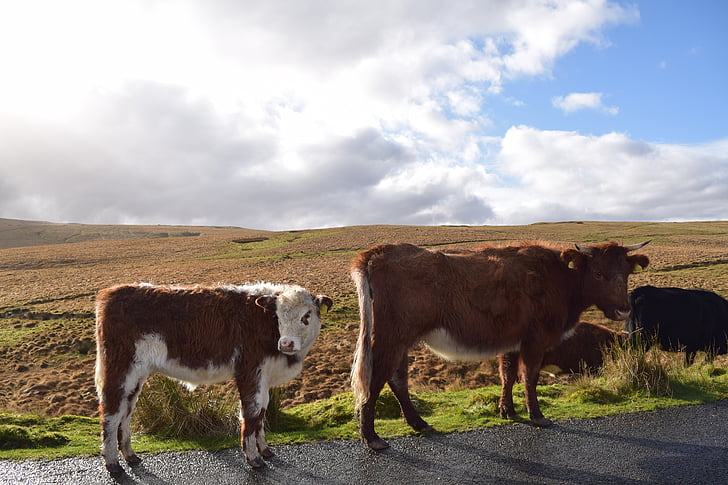 vaca, país de Gales, hierba, rural, naturaleza, de pastoreo, del pasto