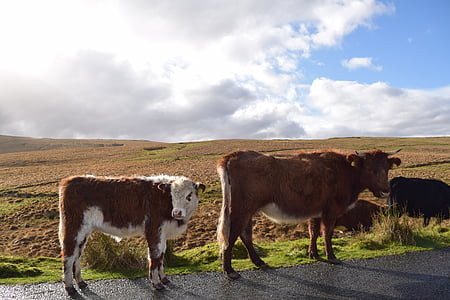 Cow, Wales, gräs, landsbygdens, naturen, betande, betesmark