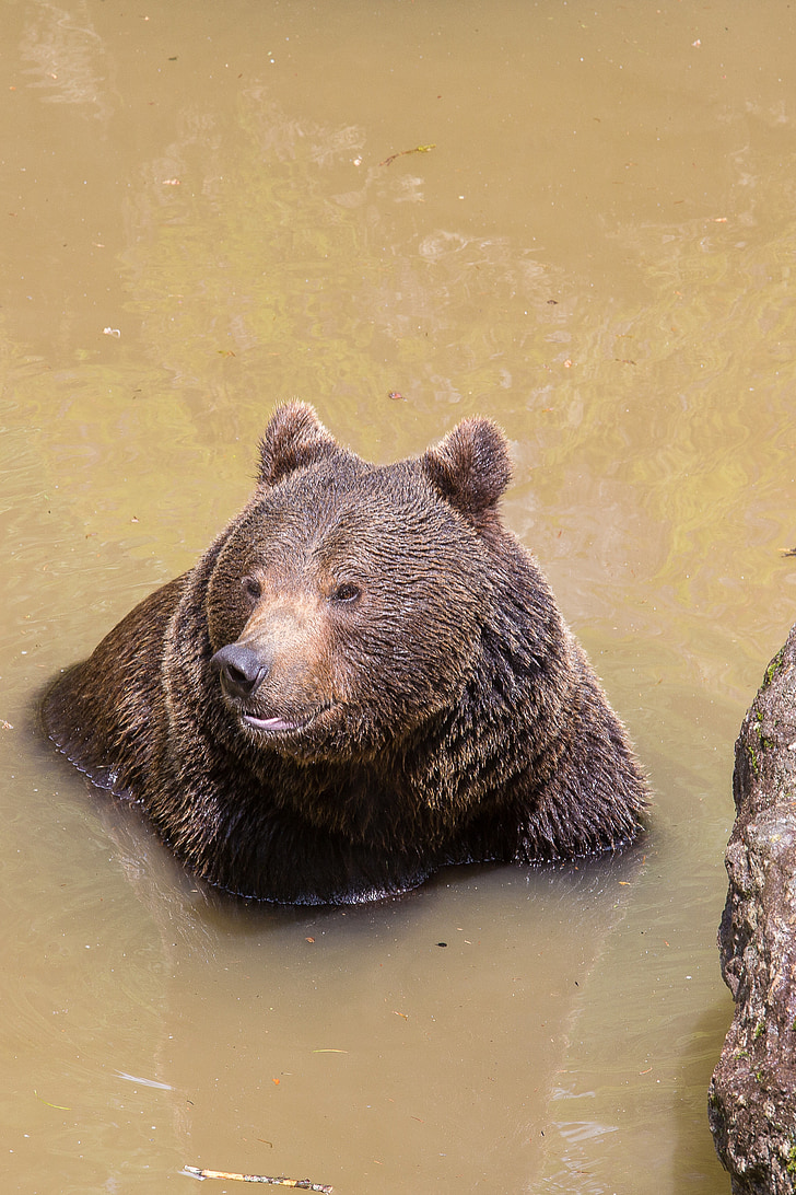 Bär, Schwimmen, Naturpark, wildes Tier, Erfrischung, Brauner Bär, Tier