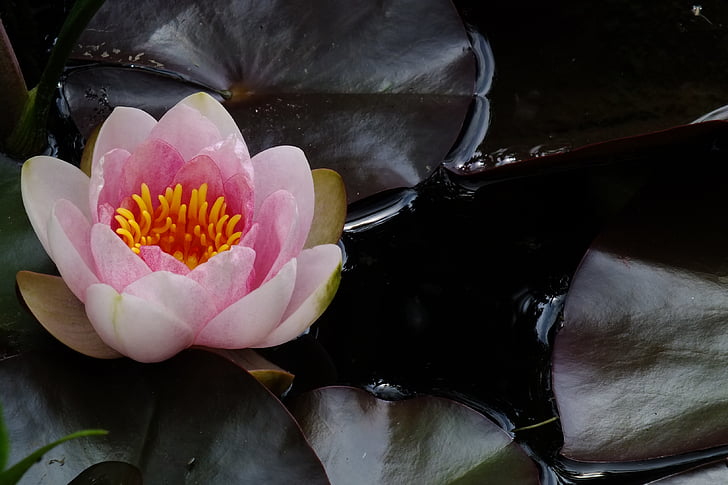 bunga, Pink lily air, Tumbuhan akuatik, alam, lily air, Lotus lily air, kelopak
