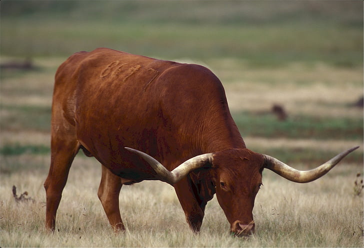 Longhorn, Texas, tehén, legelő, állattenyésztés, barna, fű