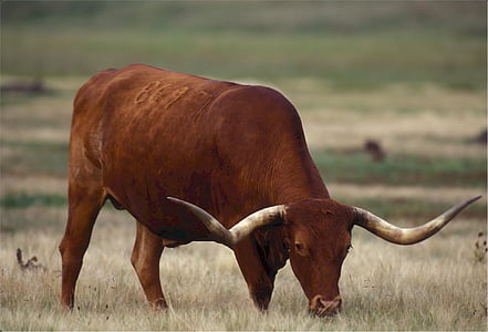 Longhorn, Teksasa, govs, ganības, lopkopības, brūns, zāle