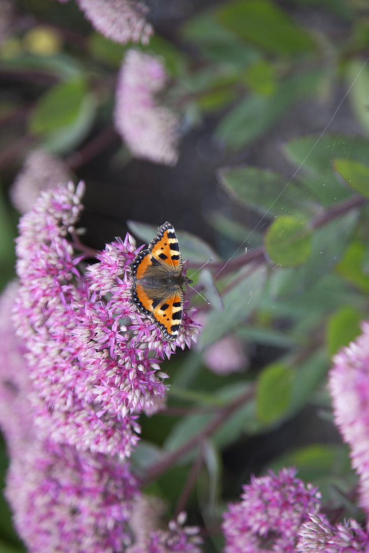 butterfly, schoenmakertje, nature, purple