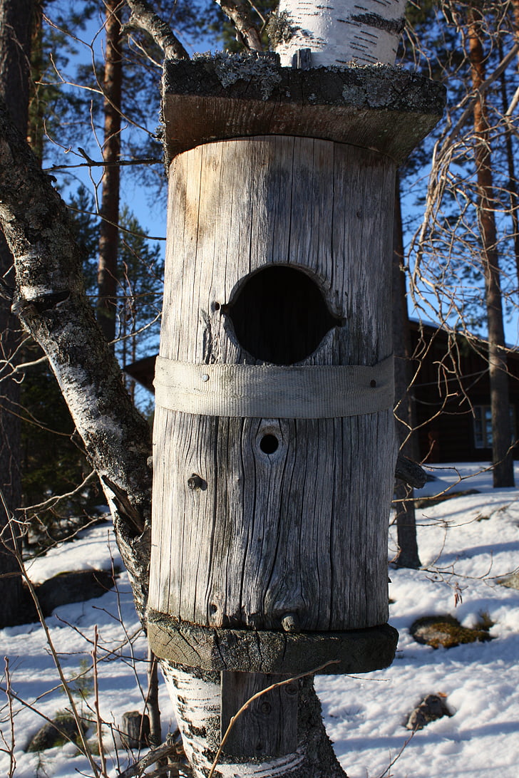 Birdhouse, nestbox, Fotografia przyrody
