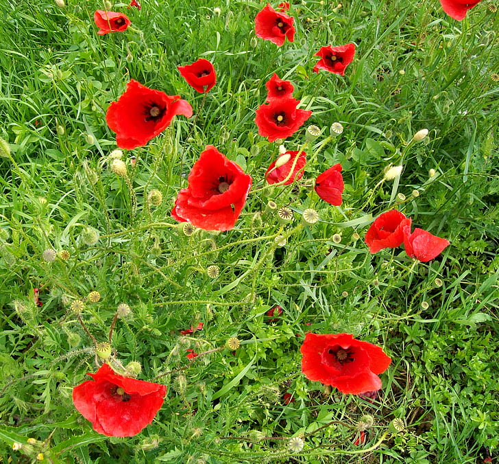 Hoa, màu đỏ, Prato, cỏ, Anh túc, màu xanh lá cây, lá
