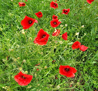 flowers, red, prato, grass, poppies, green, leaves