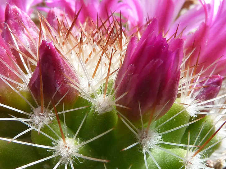 Cactus, germogli di fiore, sperone, chiudere, fico d'India, spine, Sting