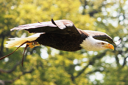 Adler, valkoinen pyrstö eagle, sulka, lentää, lento, lintu, kalju kotka