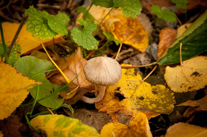 gljiva, rastu, priroda, jesen, skriveni, šuma, trava