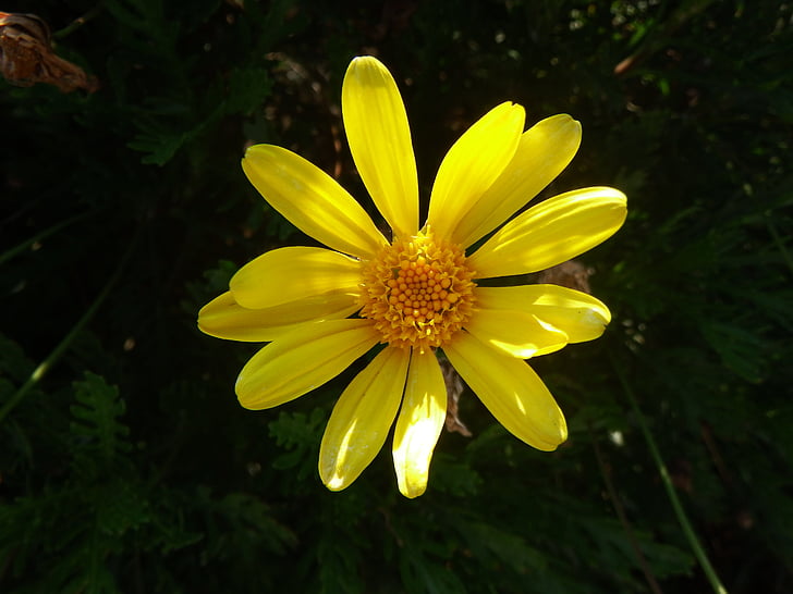 цветок, желтый, Весна, Природа, желтый цветок, макрос, Испанские желтая ромашка