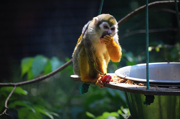 monkey, zoo, food