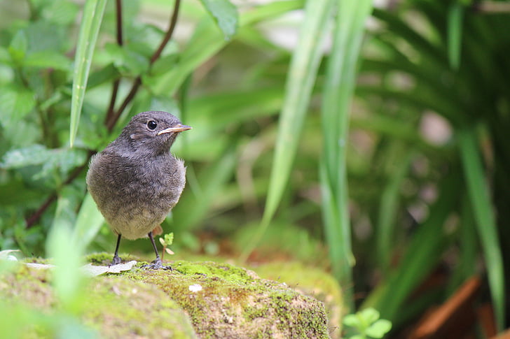juvenile, black red tailed bird, bird, nature, outdoor, natural, young