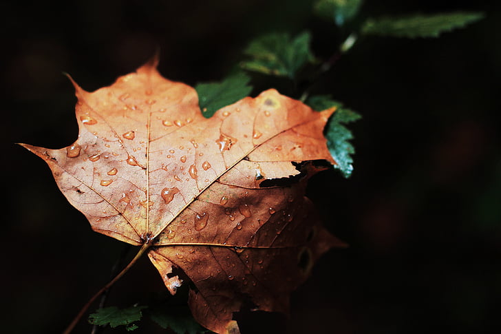 secado, marrón, hoja, otoño, leafe, gotita de agua, cambio