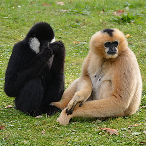 con khỉ, động vật có vú, động vật, con khỉ, Gibbon