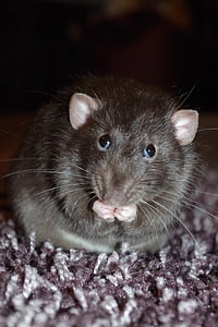 rato, bonito, comendo, animal de estimação, roedor, animal, Whisker