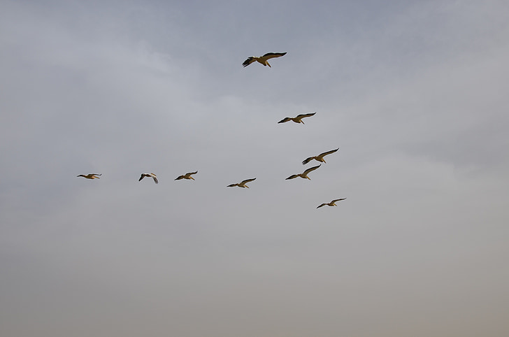 birds, flight, pelican