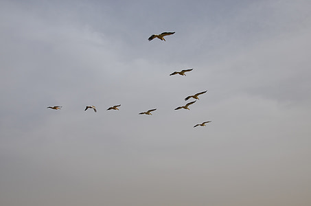 păsări, zbor, Pelican