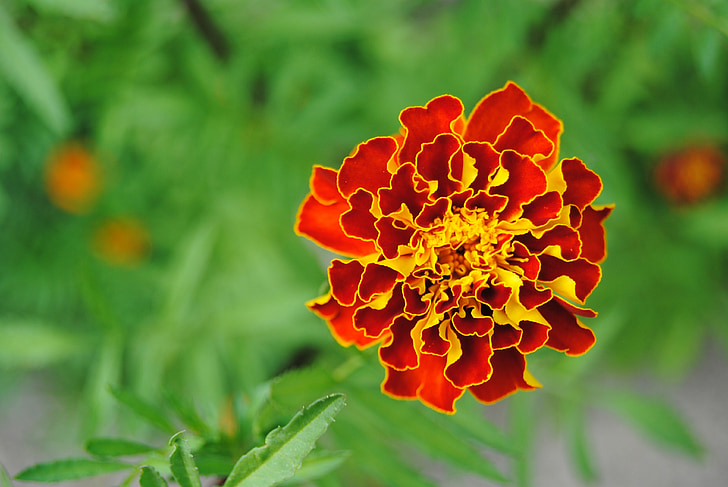 červený květ, žlutý květ, oranžový květ, požární květina, Marigold, detail, Flora