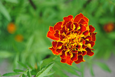 red flower, yellow flower, orange flower, fire flower, marigold, close-up, flora