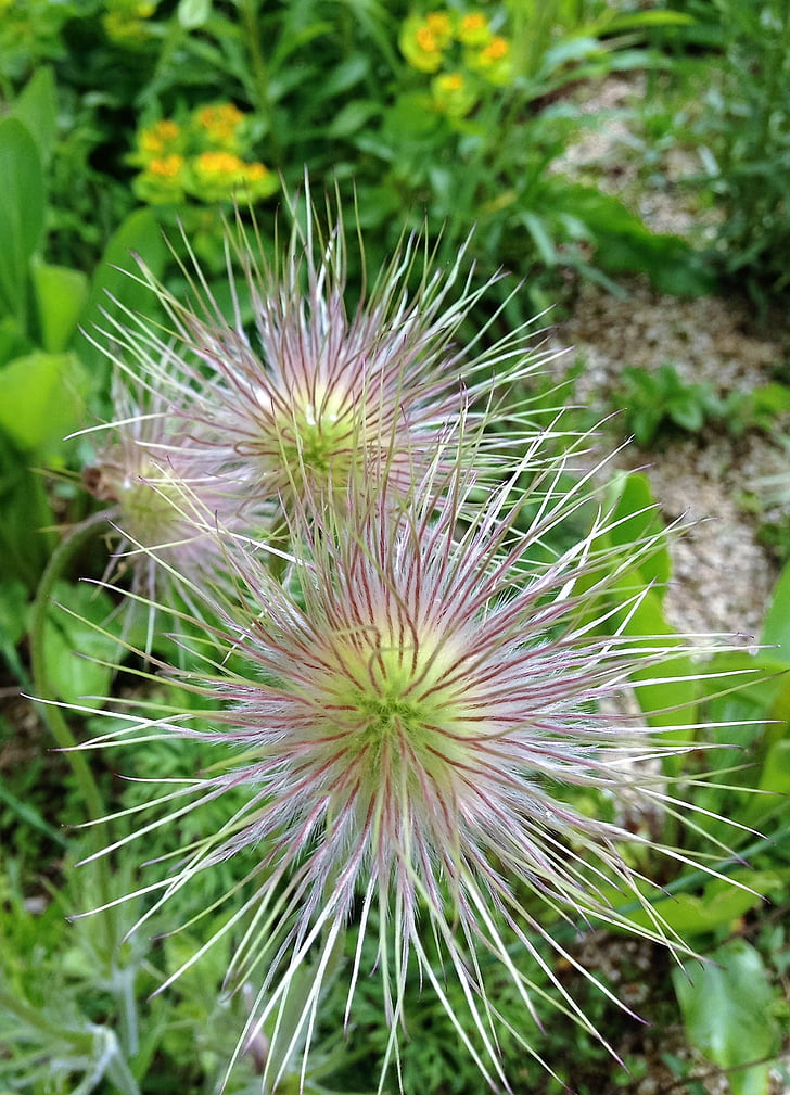 nature, spiky, spikes, thorny, prickly, plant, exotic