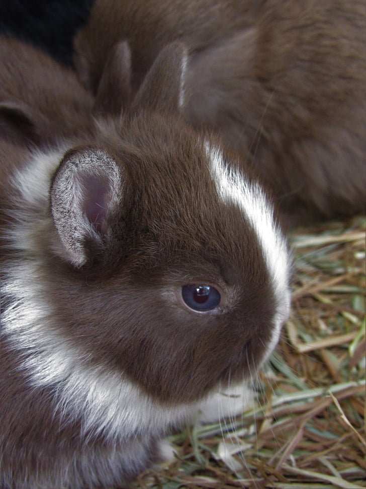 Kaninchen, Netherland dwarf, niedlich, liebenswert
