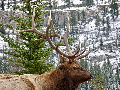 Szarvas, Elk, agancs, férfi, vadonban, vadon élő állatok, állati wildlife