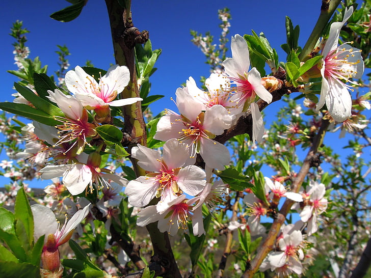 almond bunga, pohon berbunga, mekar, musim semi, langit biru, merah muda, musim semi bloom