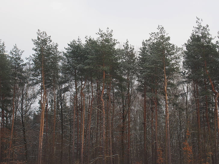 bos, Woods, bomen, natuur