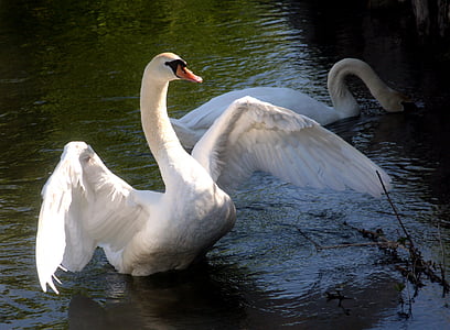 swan, spring, wings, beak, water, channel, nature