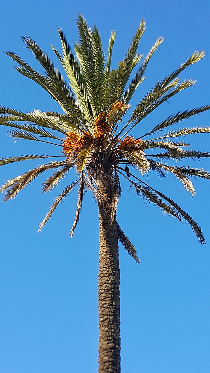 dates palm tree, blue sky, morocco, up high, straigth, palm leaves