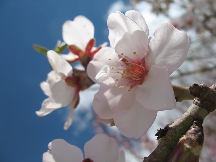 blossom, spring, nature, plant, white, branch, pink