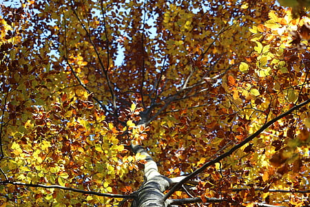 tree, leaves, yellow, autumn, nature, foliage, leaf
