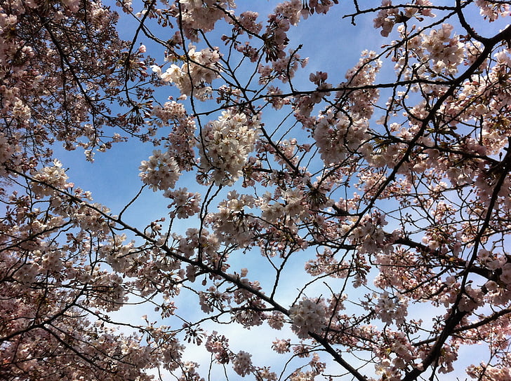 Sakura, céu, Primavera