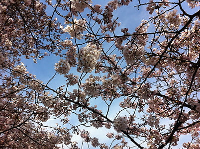 Sakura, niebo, wiosna