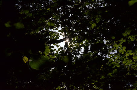 слънце, листа, дърво, гора, клон, обратно светлина, светъл