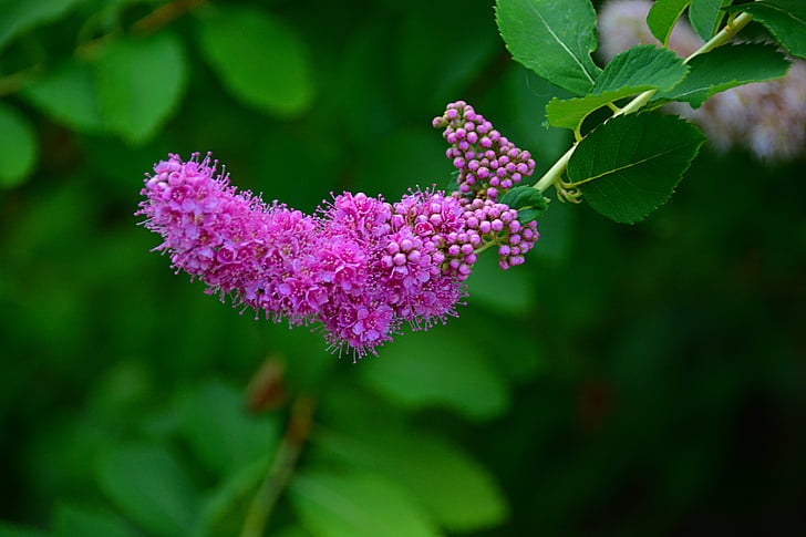 flower, nature, summer flowers, spring, plant