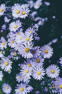 Bush, ungu, bunga, kelopak bunga, mekar, Taman, pertanian