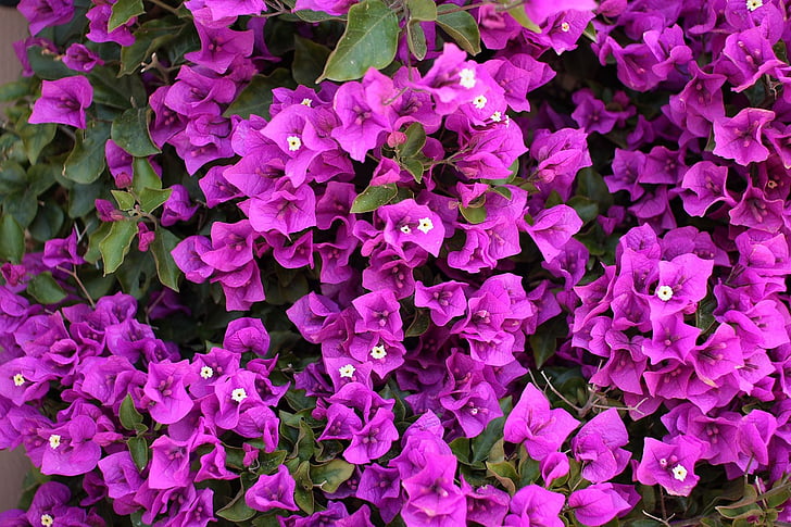 bougainvillea, flowers, purple, violet, pink, flowering, plants