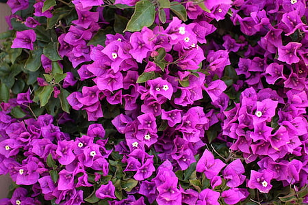 Bougainvillée, fleurs, Purple, violet, Rose, floraison, plantes