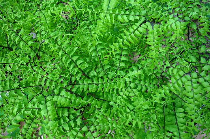 adiantum pedatum, noordelijke haarmos fern, Five-Fingered fern, weelderige, plantkunde, Fern, Flora