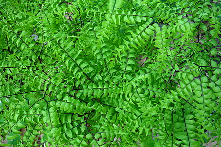 クジャクシダ, 北部シダアジアンタム, 5指のシダ, 緑豊かです, 植物学, シダ, フローラ
