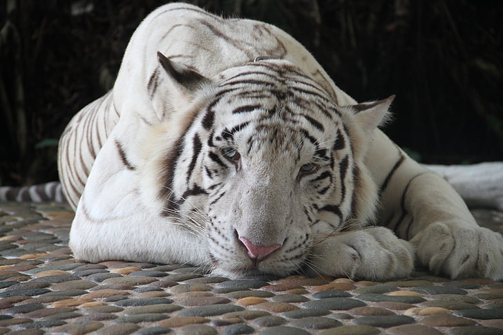 Tiger, hvit tiger, dyrehage, dyr, dyr, dyr portrett, natur