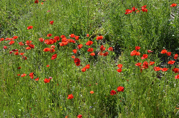 Poppy meadow, bunga-bunga merah, Poppy, Blossom, mekar, klatschmohn, merah