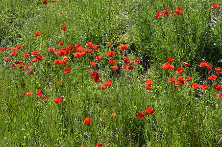 Prado de amapolas, flores rojas, amapola, flor, floración, Klatschmohn, rojo