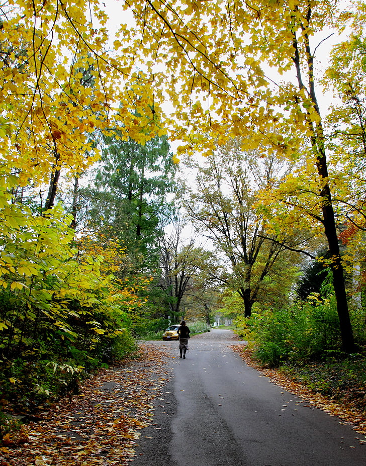 efterår, træer, blade, gul, falder, natur, sæson
