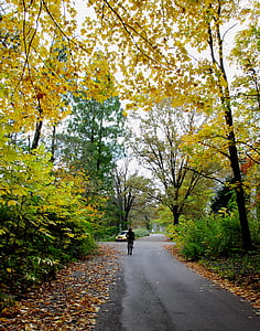 jeseni, dreves, listi, rumena, padec, narave, sezona