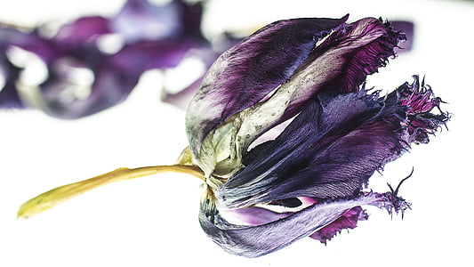 Tulipan, suszonych roślin, niebieski, rośliny, Natura, biały, fioletowy
