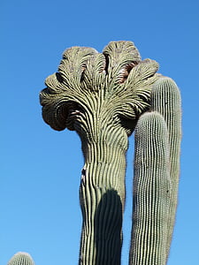 Cactus, natuur, Arizona, plantkunde, groen, groei, natuurlijke