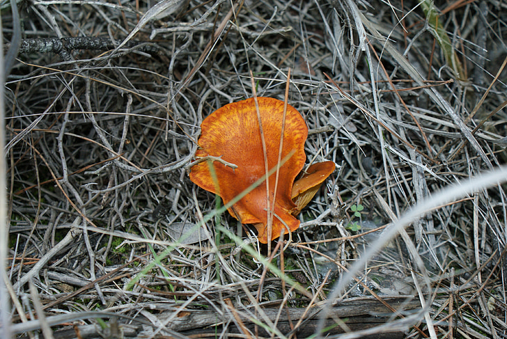 autumn, forest, mushrooms