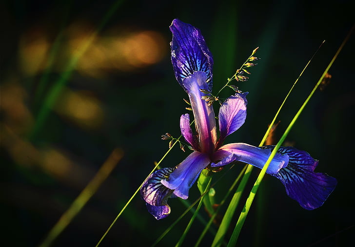 Iris versicolor, kwiat, Natura, kolory, roślina, fioletowy, szczelnie-do góry